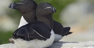 razorbill_msi_h_1748_can1370.jpg